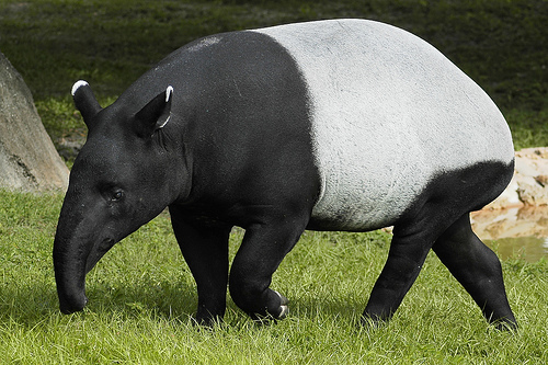 【tapir】什么意思_英语tapir的翻译_音标_