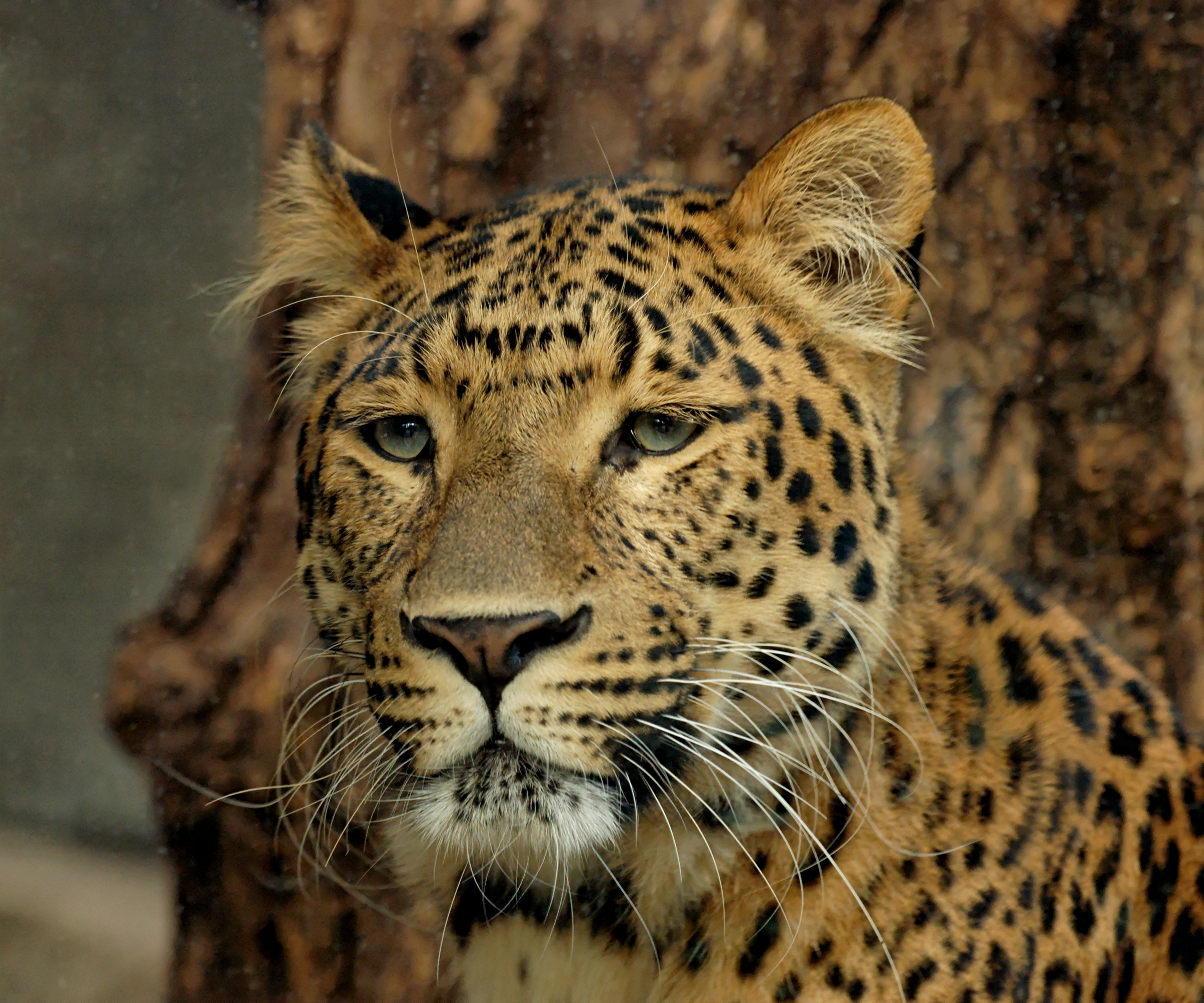 pardus melas,南阿拉伯花豹(panthera pardus nimr 北非