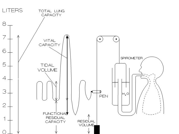 【spirometer】什么意思_英语spirometer的翻译_音标_读音_用法_例句_在线翻译_有道词典