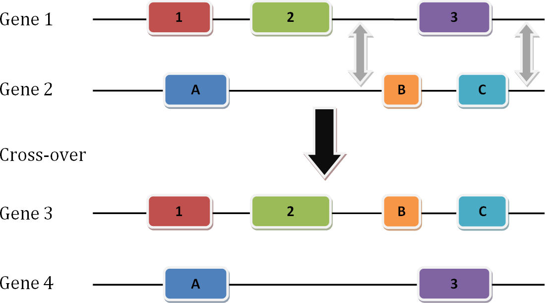 exon shuffling