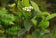 常绿荚蒾 常绿荚蒾