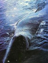 北极露脊鲸图6