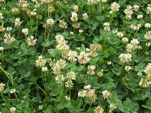 三消草原植物鉴别图 三消草原植物鉴别图