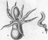 【hectocotylus】什么意思_英语hectocotylus的翻译_音标_读音_用法_例句_在线翻译_有道词典