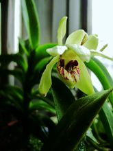 矮万代兰 矮万代兰