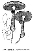 蘑菇的假根