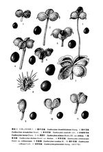 狭叶花椒 狭叶花椒