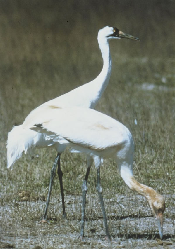 whooping crane